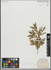Foto von Salix alba L. x Salix pentandra L.
